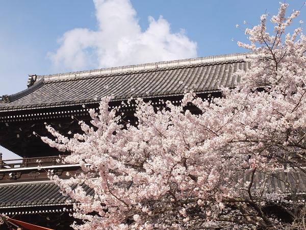 和歌山の桜！　その開花速報であります_c0046587_228664.jpg