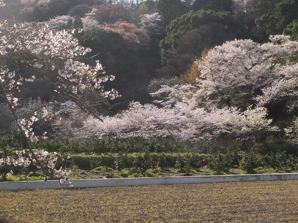 和歌山の桜！　その開花速報であります_c0046587_2291259.jpg