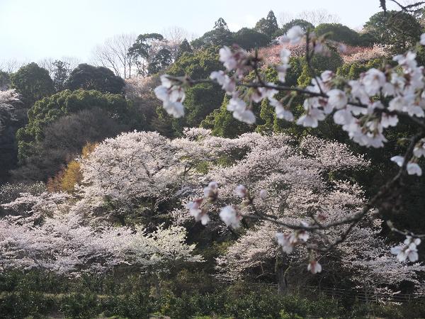 和歌山の桜！　その開花速報であります_c0046587_2291661.jpg