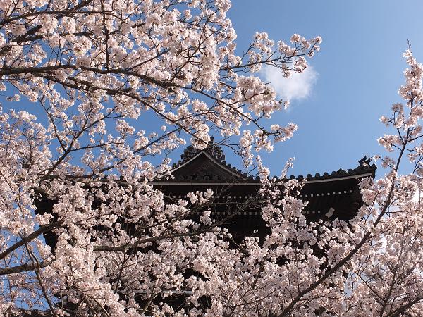 和歌山の桜！　その開花速報であります_c0046587_22922.jpg