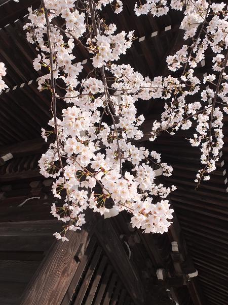 和歌山の桜！　その開花速報であります_c0046587_2292249.jpg