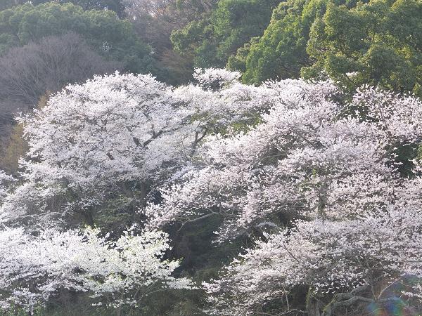 和歌山の桜！　その開花速報であります_c0046587_2292639.jpg