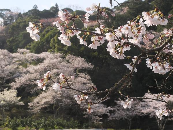 和歌山の桜！　その開花速報であります_c0046587_2293120.jpg