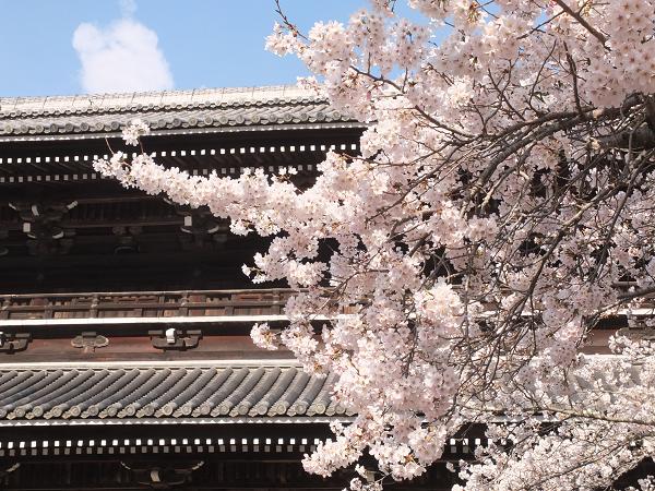 和歌山の桜！　その開花速報であります_c0046587_2293584.jpg