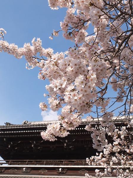 和歌山の桜！　その開花速報であります_c0046587_2293962.jpg