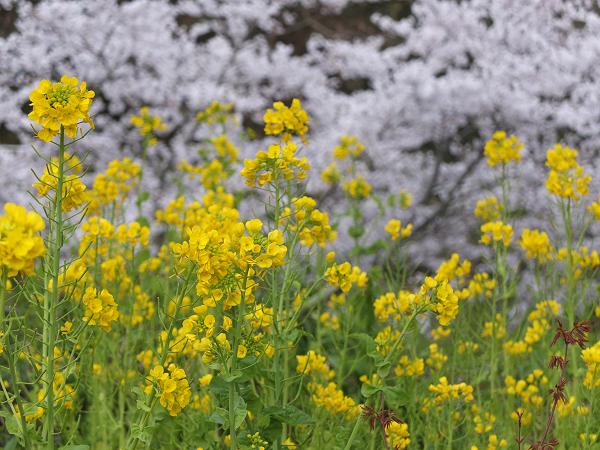 和歌山の桜！　その開花速報であります_c0046587_2294462.jpg