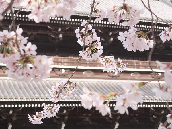 和歌山の桜！　その開花速報であります_c0046587_2294873.jpg