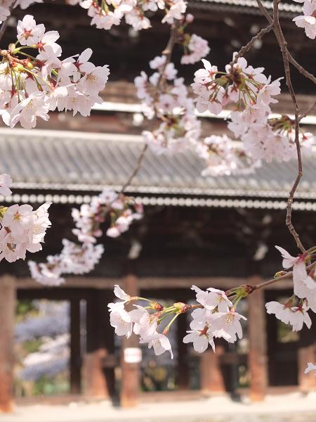 和歌山の桜！　その開花速報であります_c0046587_2295257.jpg