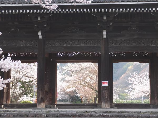 和歌山の桜！　その開花速報であります_c0046587_2295668.jpg