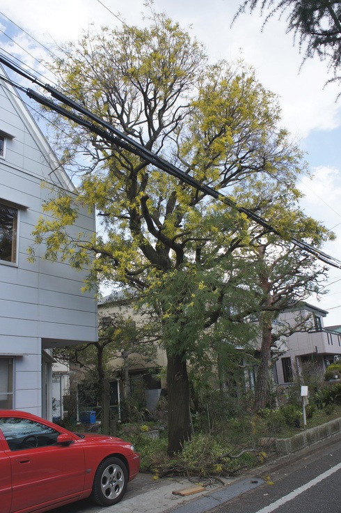 ミモザの木の話ばかりで、恐縮。これが生き返り剪定の最後の姿。1カ月遅れて最高の咲き。_e0159192_11474211.jpg