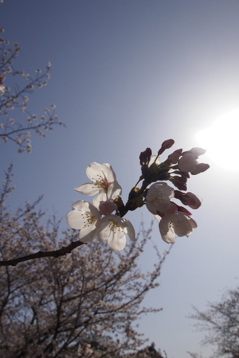 舞鶴公園　桜撮影会（2012.04.01）　part-3_d0147393_883328.jpg