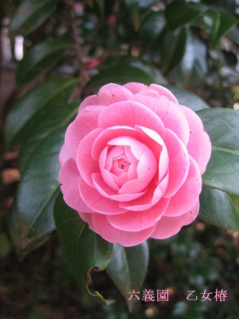 c0087094_0354629.jpg