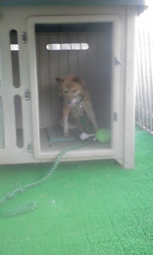 緊急速報！保護わん　愛媛 ＜転載＞_f0176499_17472919.jpg