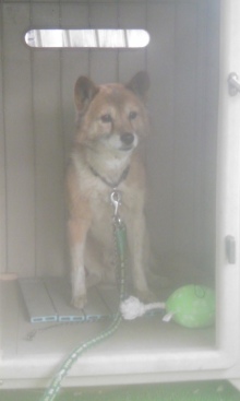 緊急速報！保護わん　愛媛 ＜転載＞_f0176499_17483650.jpg