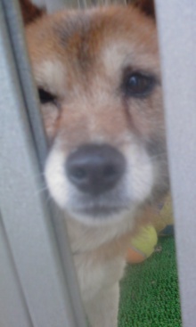 緊急速報！保護わん　愛媛 ＜転載＞_f0176499_17493568.jpg