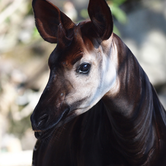動物園さんぽ_b0016600_20192566.jpg