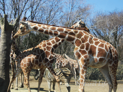 b0162000_8412013.gif