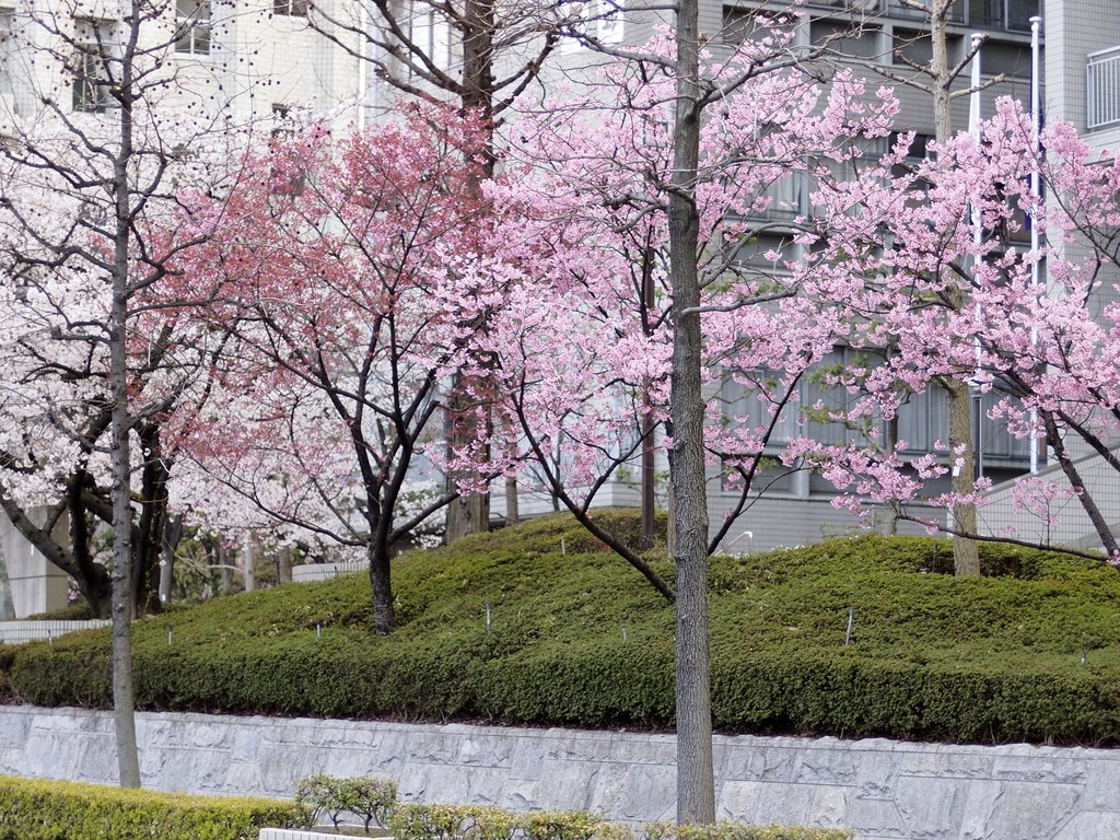 大阪城周辺の桜 ①_b0138101_7375111.jpg