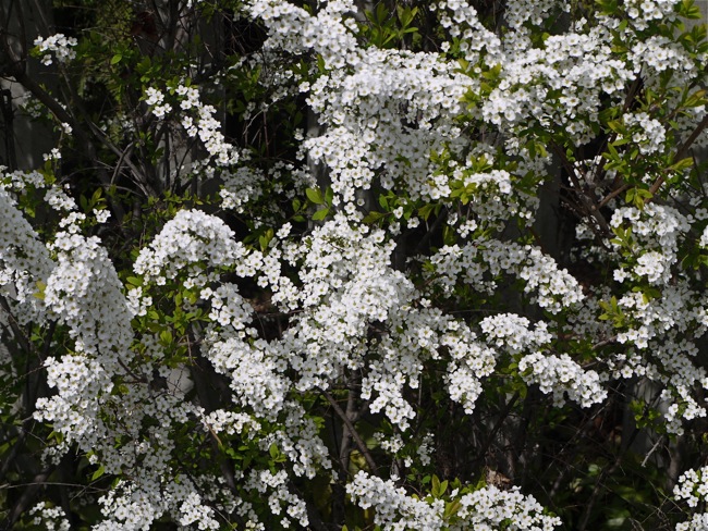 Cherry blossomes_e0163202_200219.jpg