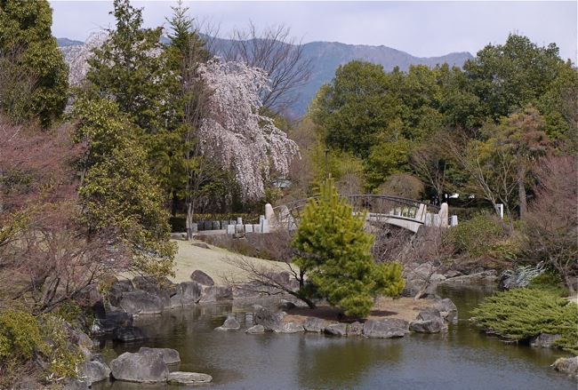 Cherry blossomes_e0163202_203287.jpg