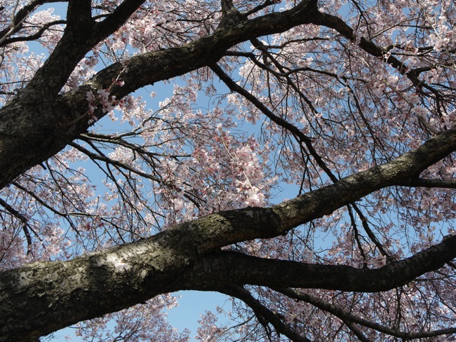 Cherry blossomes_e0163202_2062872.jpg