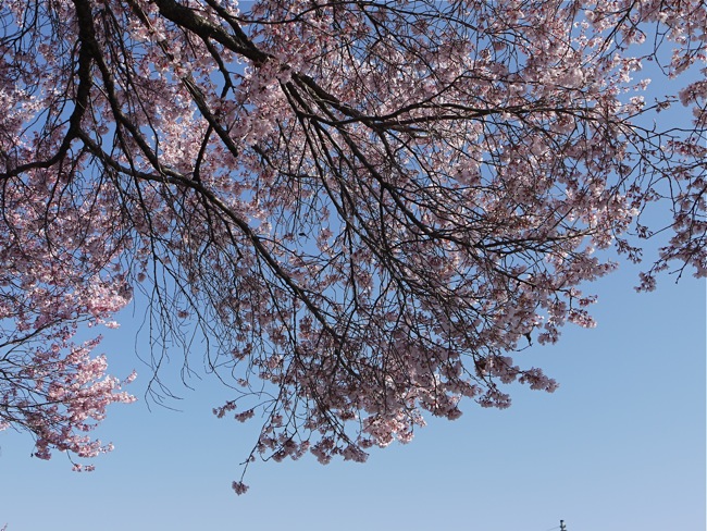 Cherry blossomes_e0163202_2075434.jpg