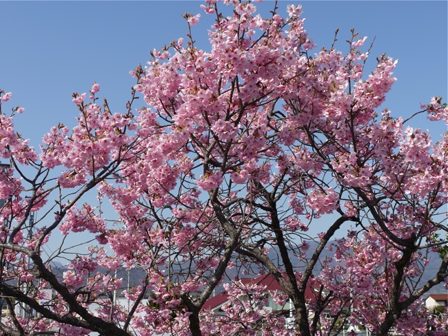 Cherry blossomes_e0163202_207553.jpg