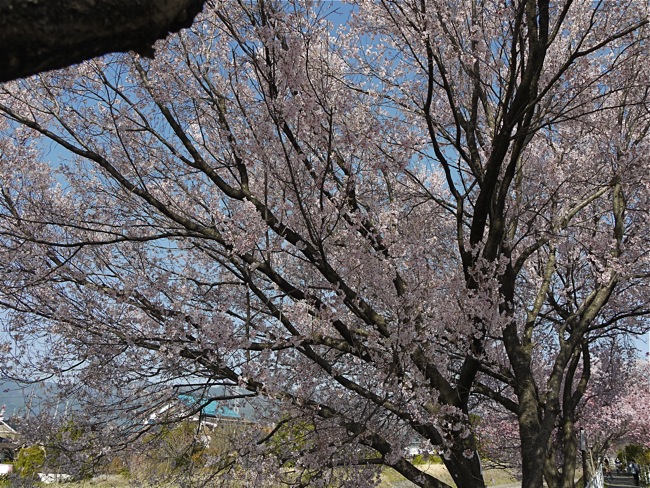 Cherry blossomes_e0163202_2094546.jpg