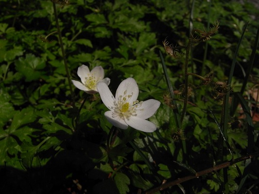 f0187402_18522230.jpg
