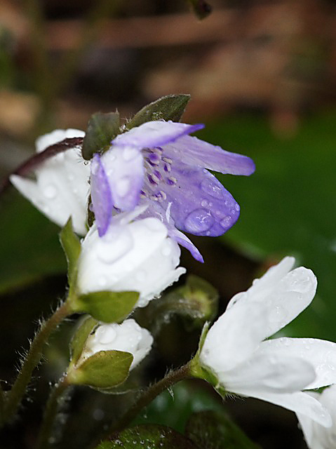 e0039703_0134414.jpg