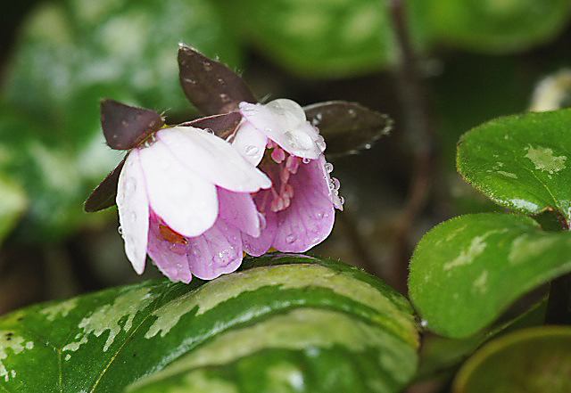 e0039703_0143671.jpg