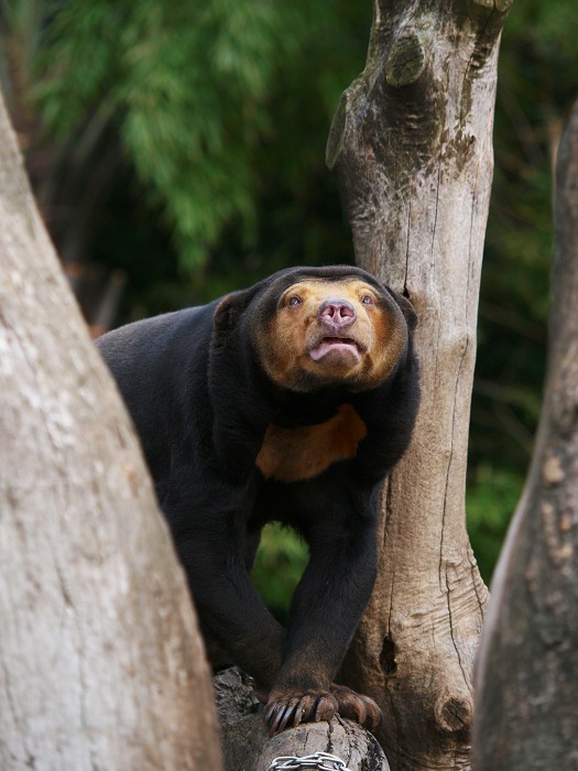 上野動物園のマレーグマ舎に訪れた春とフジ_a0164204_13122660.jpg