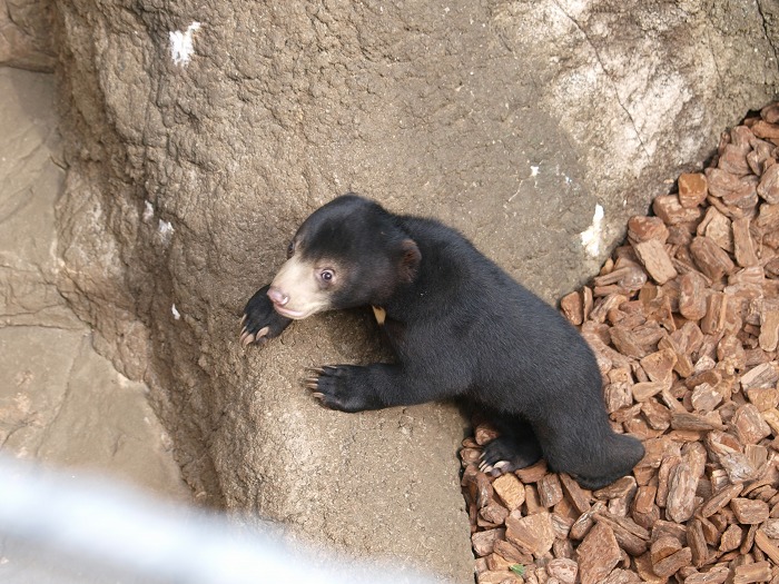 上野動物園のマレーグマ舎に訪れた春とフジ_a0164204_13372314.jpg