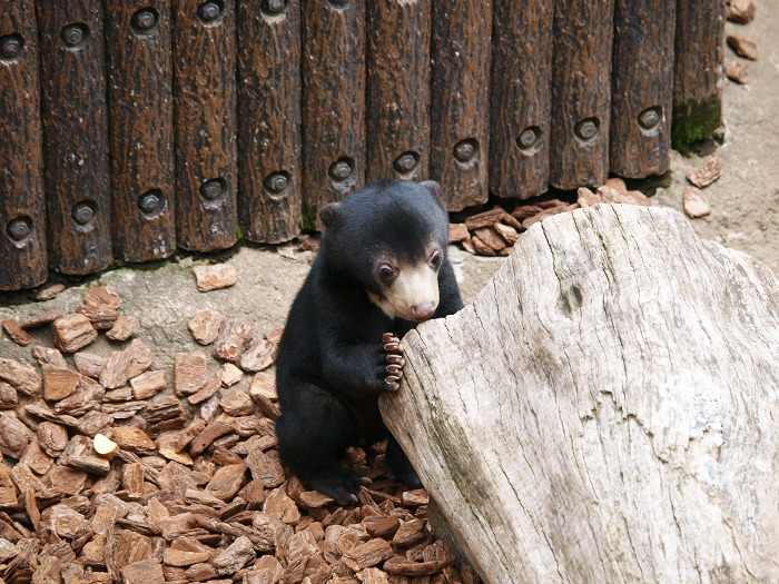 上野動物園のマレーグマ舎に訪れた春とフジ_a0164204_13392153.jpg