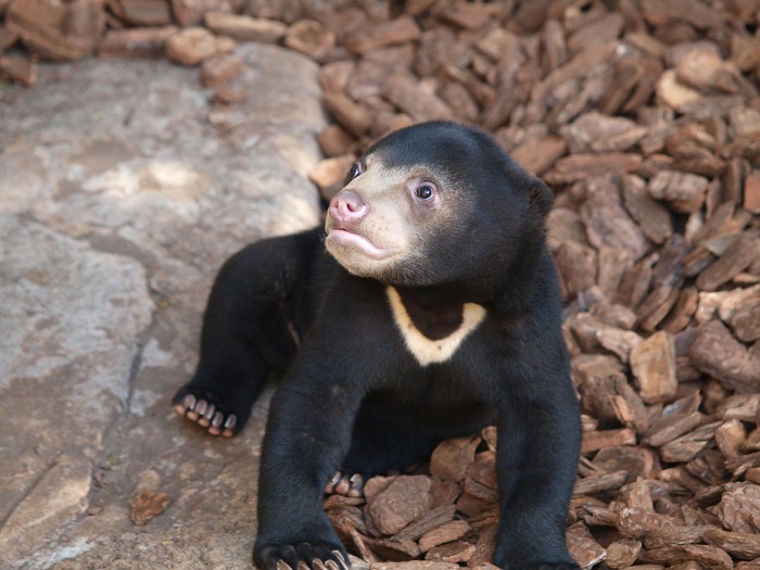 上野動物園のマレーグマ舎に訪れた春とフジ_a0164204_13435646.jpg