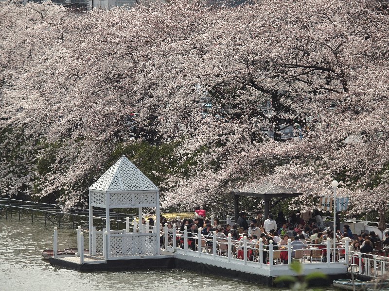 今年の桜を求めて　プロローグ１_b0231705_22353151.jpg