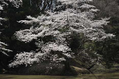 2012年4月7、8日　神奈川県横浜市青葉区_c0134805_172077.jpg