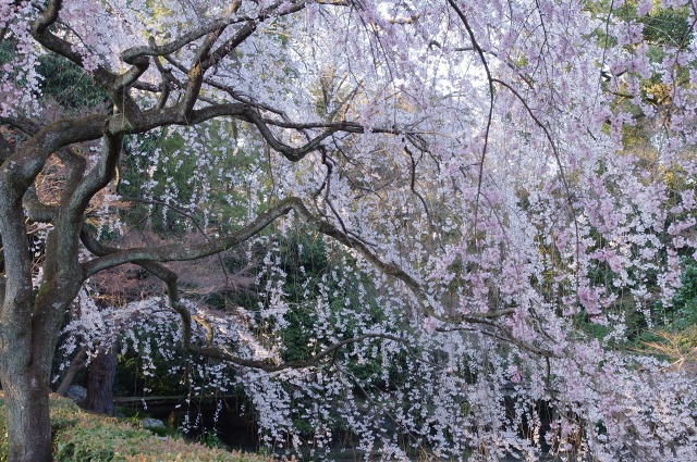 京都御苑にて_c0186005_2029551.jpg