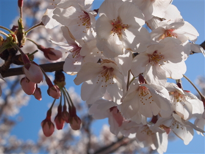 お花見日和♪_f0236607_2327326.jpg