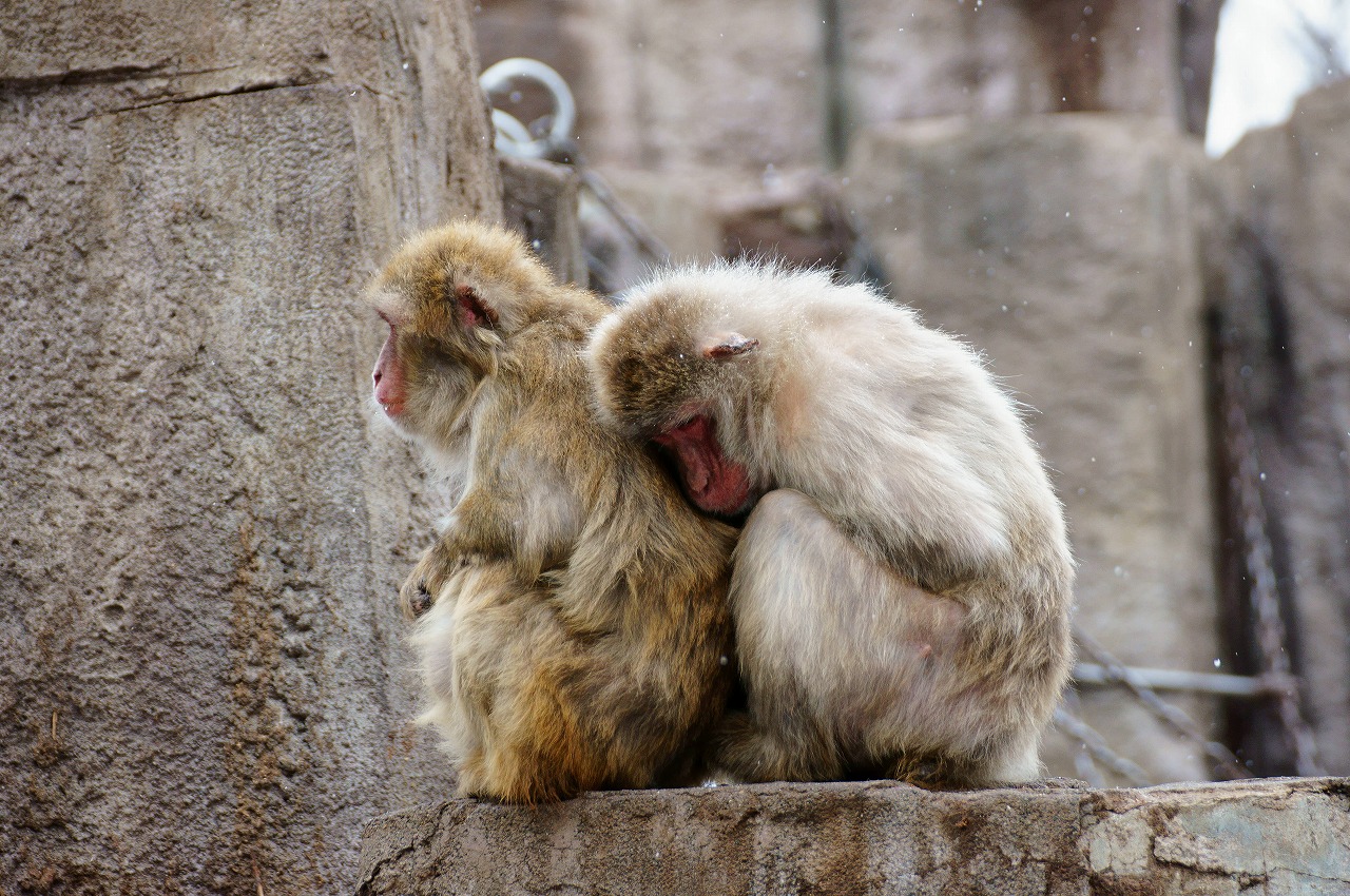 冬の円山動物園～①_b0225108_15353733.jpg