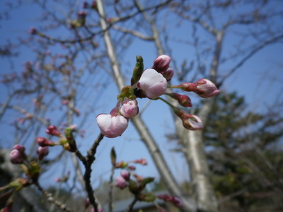桜咲く!?_e0179508_941152.jpg