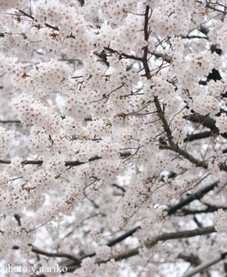 イニシャル飾り 桜満開の自由学園明日館さんへ_b0113510_2221535.jpg