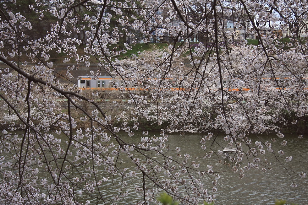 外濠の桜_b0190710_8213270.jpg