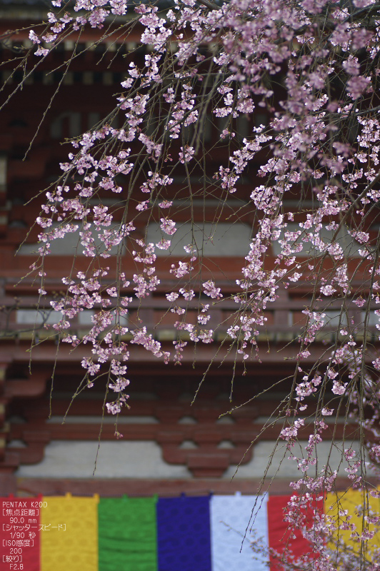 醍醐寺　桜_f0221510_19132521.jpg