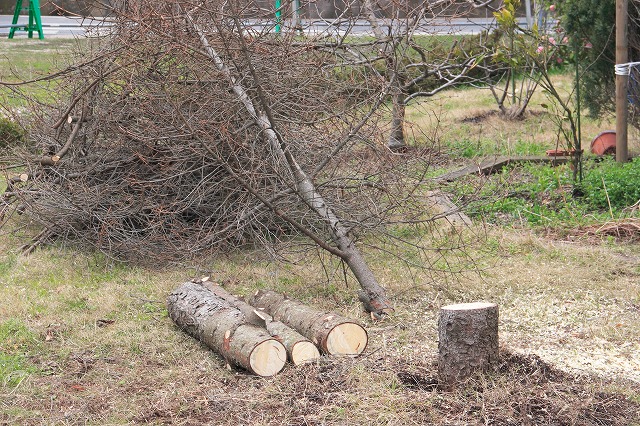 f0011412_827548.jpg