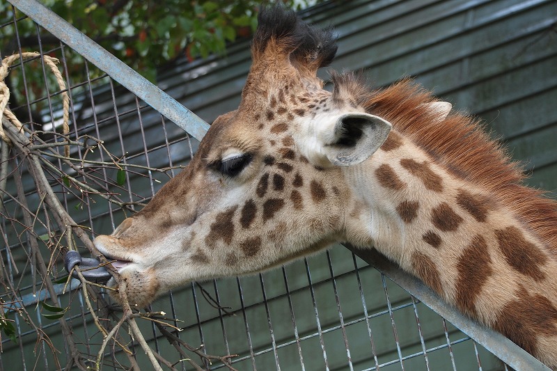 写撮・熊本城～動物園（４．５日）_f0083712_21513589.jpg