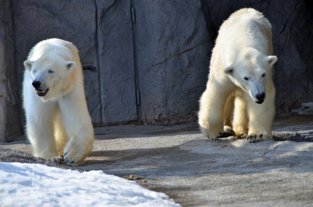 旭山動物園、冬期開園期間最終日のサツキとピリカ_a0151913_20292791.jpg