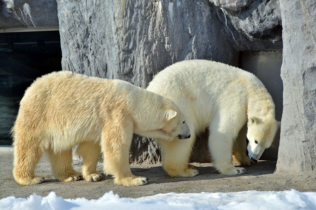 旭山動物園、冬期開園期間最終日のサツキとピリカ_a0151913_20302622.jpg