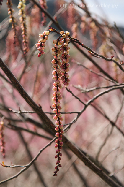 山里の花たち_c0189013_7455029.jpg