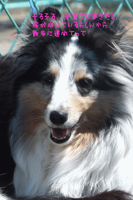 f0098313_21412953.gif